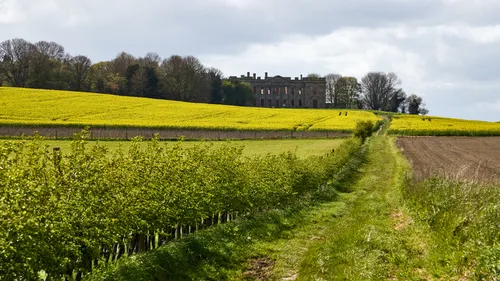 Sutton Scarsdale hall and rapeseed fields This landscape photograph captures Sutton Scarsdale Hall, a prominent historical landmark, set against vibrant rapeseed fields during the spring afternoon. The scene highlights the agricultural activity in the region, with the bright yellow rapeseed flowers covering rolling hills. The abandoned stately home of Sutton Scarsdale Hall is nestled in the background, framed by a line of trees, while a grassy track leads the eye through the cultivated countryside. The clear spring sunlight enhances the lush greenness of the hedgerows and the striking color of the rapeseed, emphasizing the rural and agricultural character of the area.